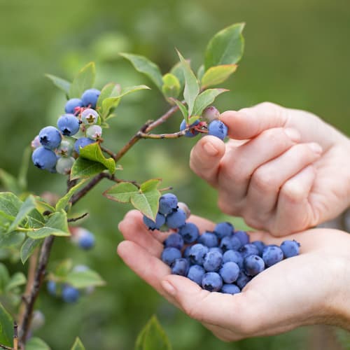 Mirtilo Brigitta - Plântulas: Ilość w opakowaniu: 1 plant