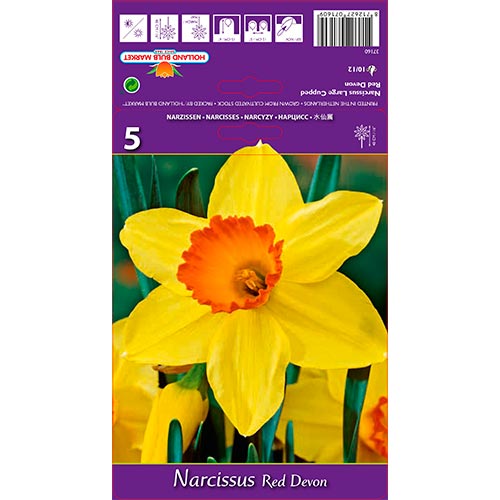 Narcissus Red Devon - Bulbos: Ilość w opakowaniu: 5 bulbe