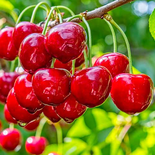 Cereja Elegant Joy - Plântulas: Ilość w opakowaniu: 1 plant