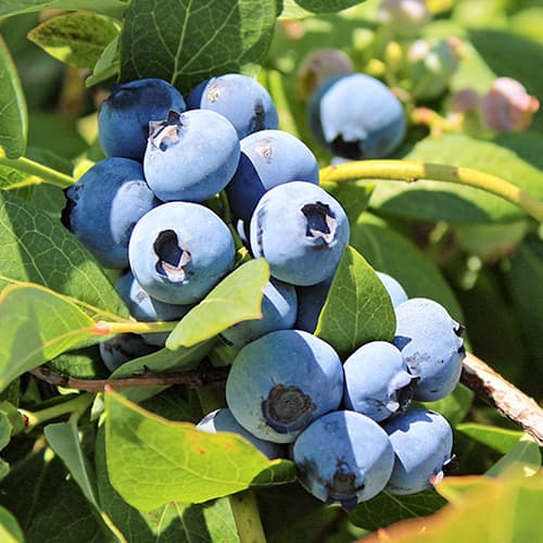 Mirtilo Bluegold - Plântulas: Ilość w opakowaniu: 1 plant