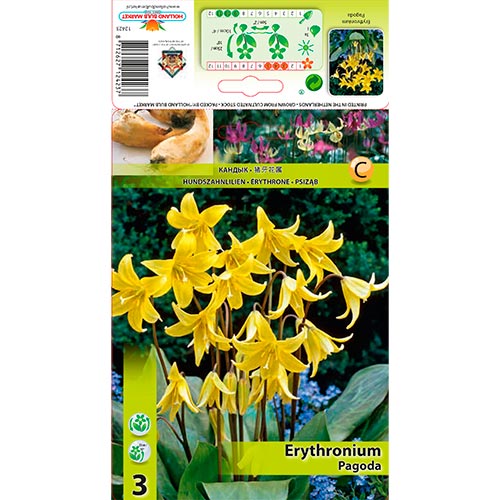Erythronium (lirio trucha) Pagoda - Bulbos: Ilość w opakowaniu: 3 bulbos