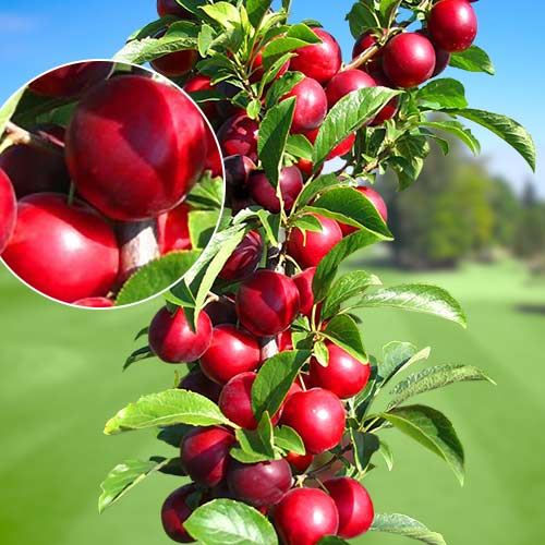 Ciruela Rubin - Plántulas: Ilość w opakowaniu: 1 plant