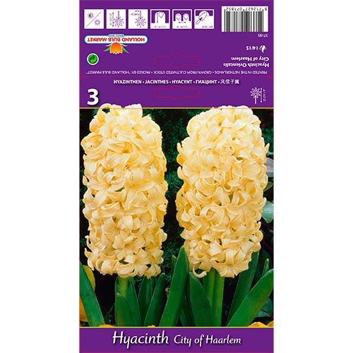 Jacinto Ciudad de Haarlem - Bulbos: Ilość w opakowaniu: 3 bulbos