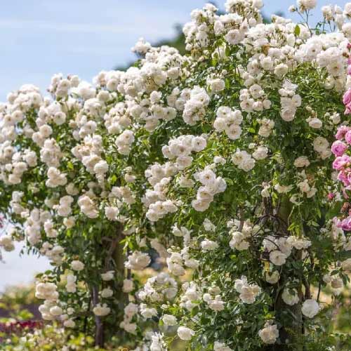 Rosa trepadora Climbing Iceberg, root ball - Plántulas: Ilość w opakowaniu: 1 plantas