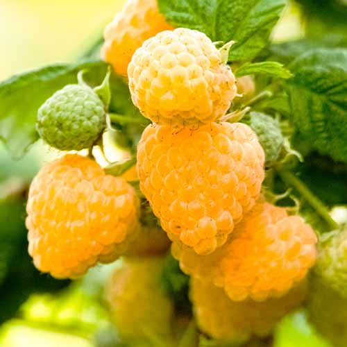 Frambuesa Yellow Giant, Р9 - Plántulas: Ilość w opakowaniu: 1 plantas