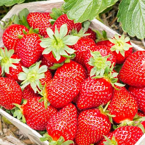 Fresa Portola - Plántulas: Ilość w opakowaniu: 5 plantas