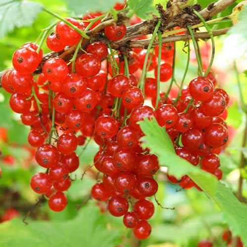 Grosella roja Jonkheer van Tets, Р9 - Plántulas: Ilość w opakowaniu: 1 plantas