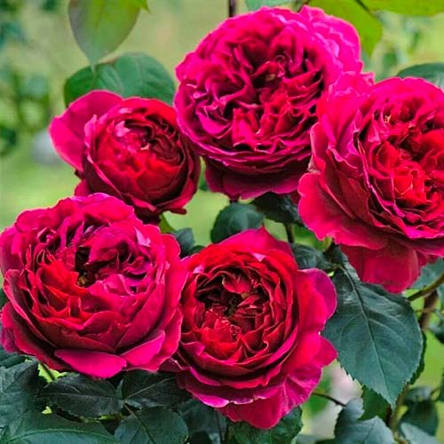 Rosas floribunda Pure Aroma - Plántulas: Ilość w opakowaniu: 1 plantas