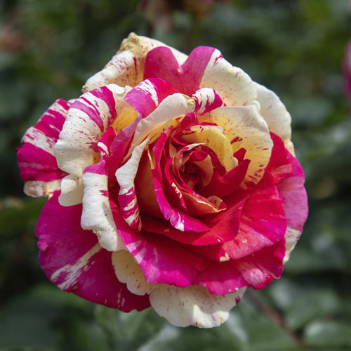 Rosa de flor grande Rosita Missoni , C5 - Plántulas: Ilość w opakowaniu: 1 plantas