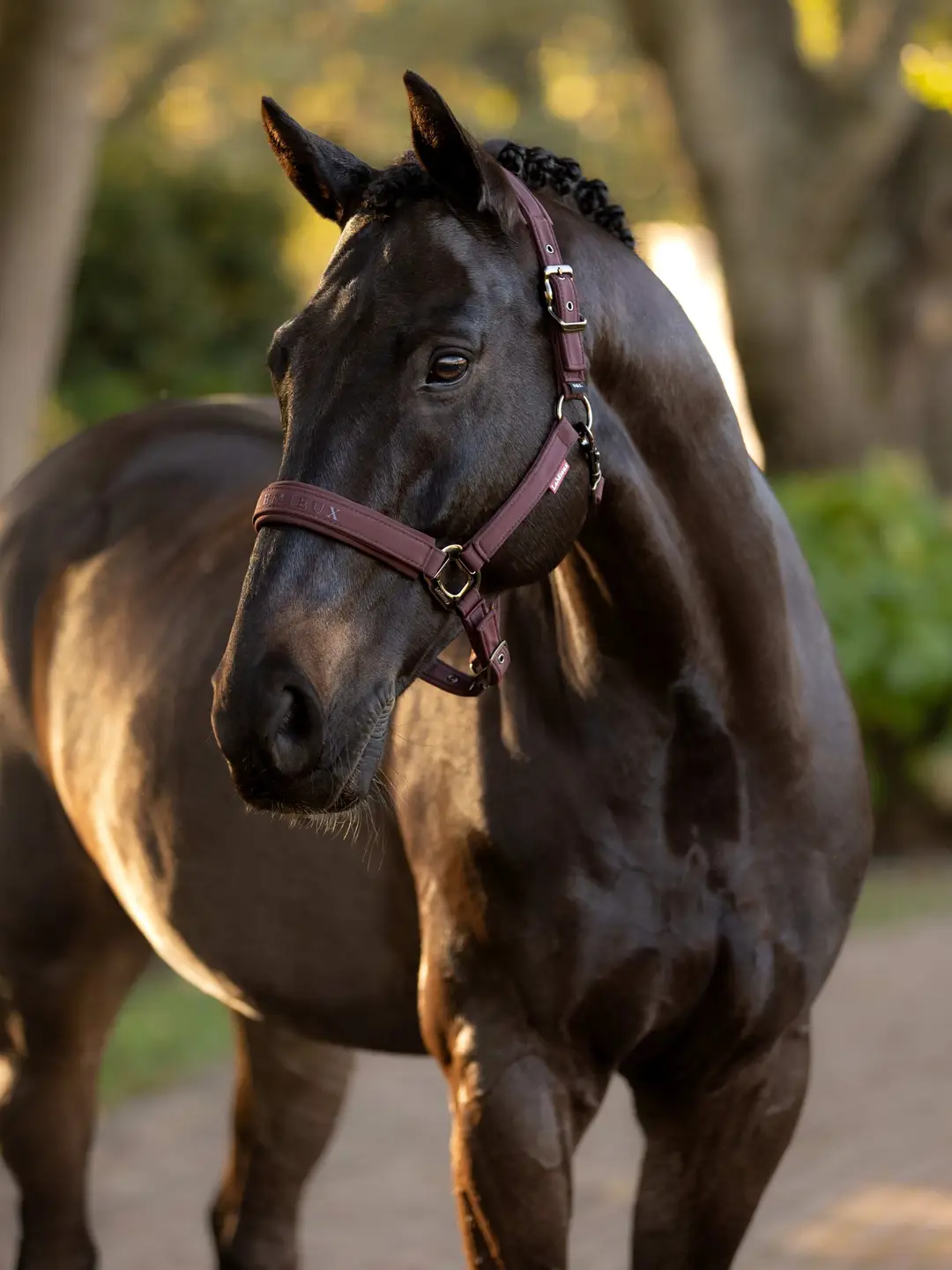 LeMieux LeMieux kantar dla konia Essence Damson