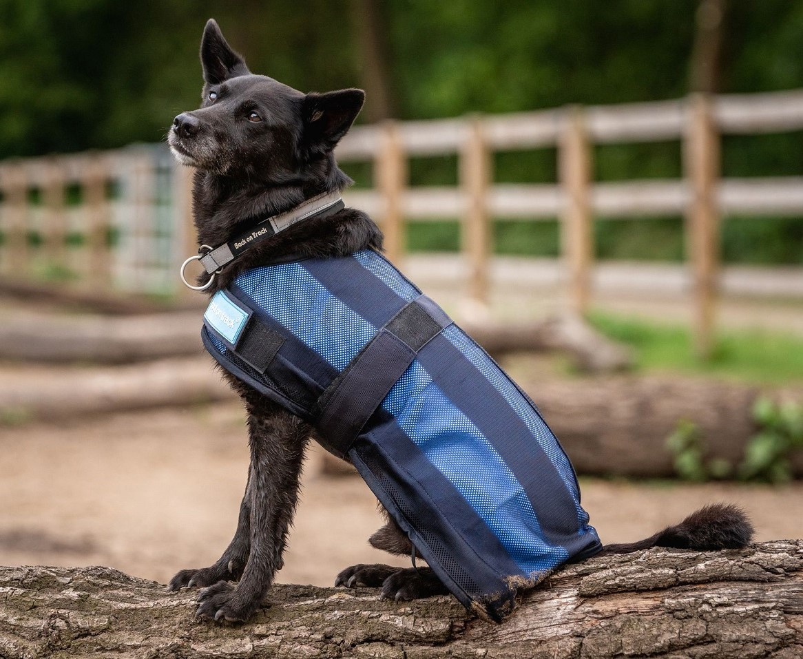 Back on Track Back on Track kamizelka chłodząca dla psa Cool on Track 24h