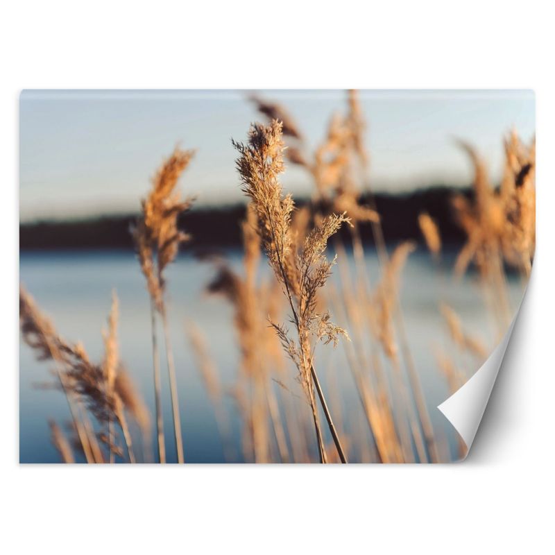 Fototapeta Feeby Trawa pampasowa na tle jeziora 400x280 1 szt