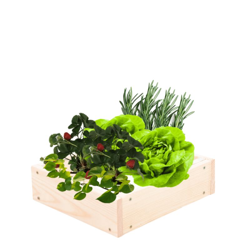 Skrzynia warzywna MODO24 regulowana donica 9x30x30 cm przezroczyste impregnowane drewno 1 szt