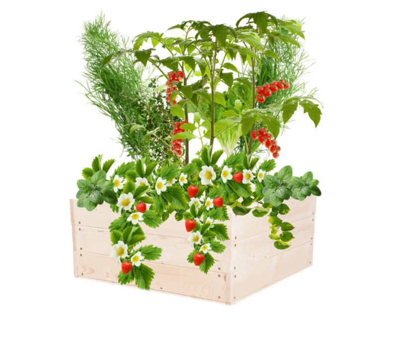 Warzywniak MODO24 inspekt impregnowany przeźroczysty 27x63x60 cm 1 szt.