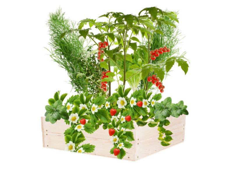 Warzywnik MODO24 inspekt impregnowana przeźroczysta 18x103x90 cm 1 szt.