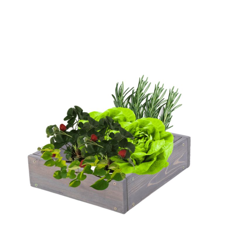 Skrzynia warzywna MODO24 regulowana donica 9x30x30 cm szare impregnowane drewno 1 szt