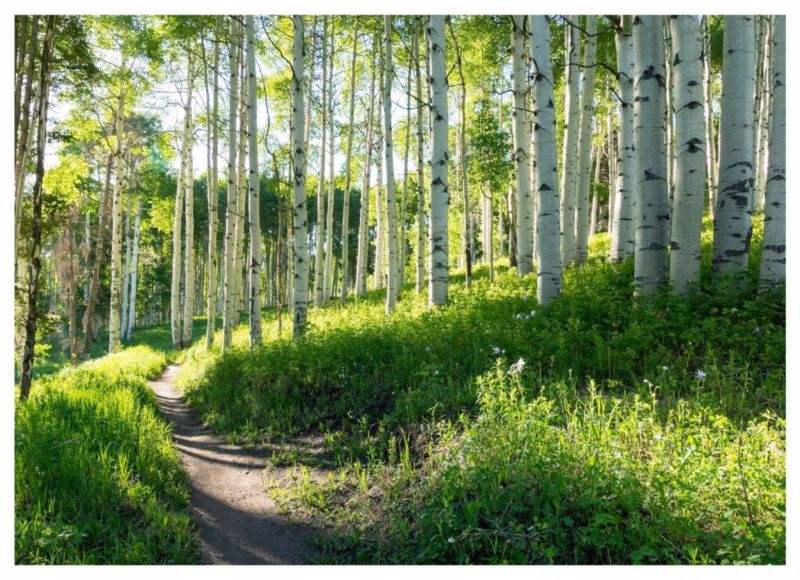 Fototapeta Na Flizelinie WALLARENA 400x280 cm Tapeta Do Sypialni Salonu Las Brzozy Natura 1 szt.
