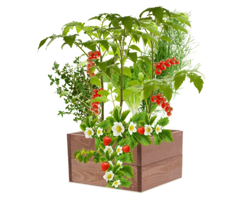 Skrzynia na warzywa MODO24 grządka podwyższona brązowa impregnacja 18x33x30 cm 1 szt.