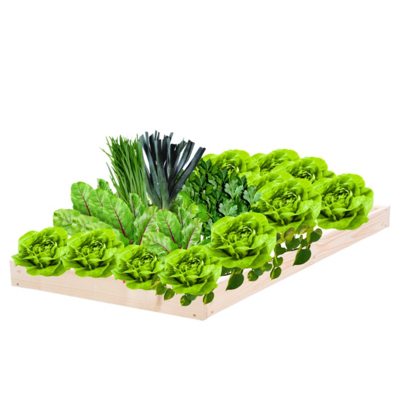 Skrzynia warzywna MODO24 regulowana inspekt 9x60x90 cm przezroczyste impregnowane drewno 1 szt