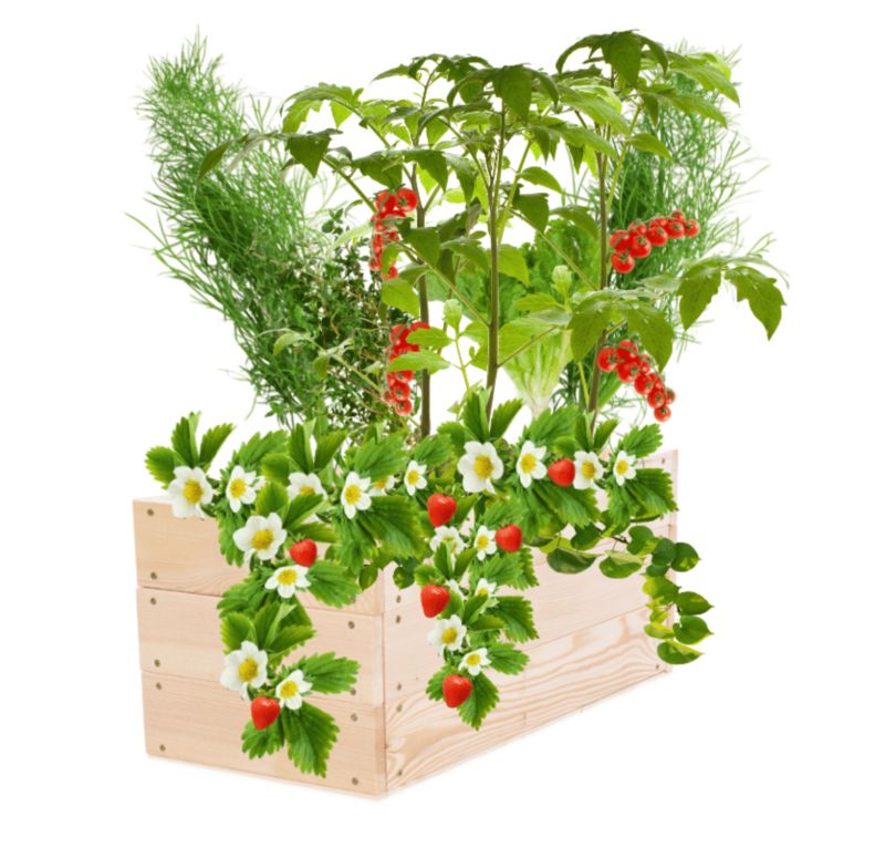 Skrzynia na warzywa MODO24 grządka naturalne drewno 27x63x30 cm 1 szt.