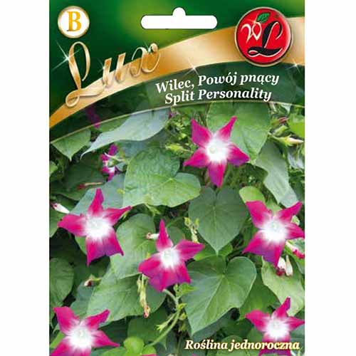 1 szt, Powój pnący (Wilec) Split Personality Legutko - Nasiona: Ilość w opakowaniu: 2 g