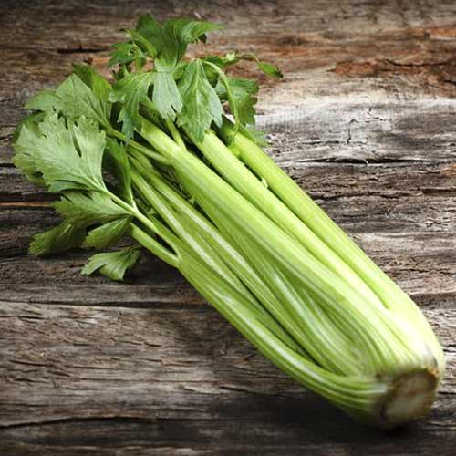 1 szt, Seler naciowy Groene Pascal - Nasiona: Ilość w opakowaniu: 0,5 g