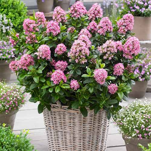 1 sadz, Twardziczka Pink Elle - Sadzonki: Ilość w opakowaniu: 1 sadz