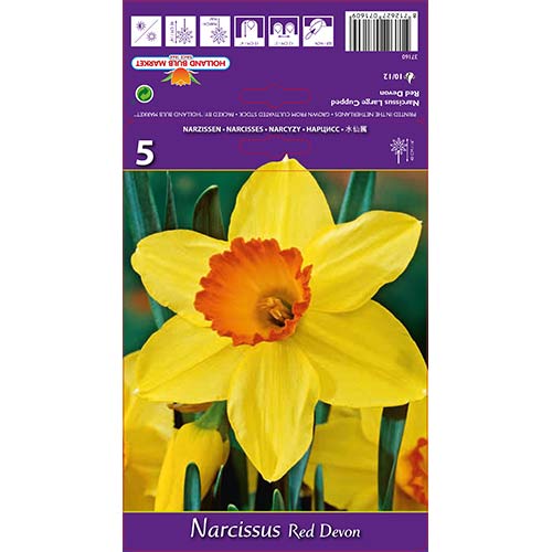 5 szt., Narcyz wielkokwiatowy Red Devon - Cebule: Ilość w opakowaniu: 5 szt.