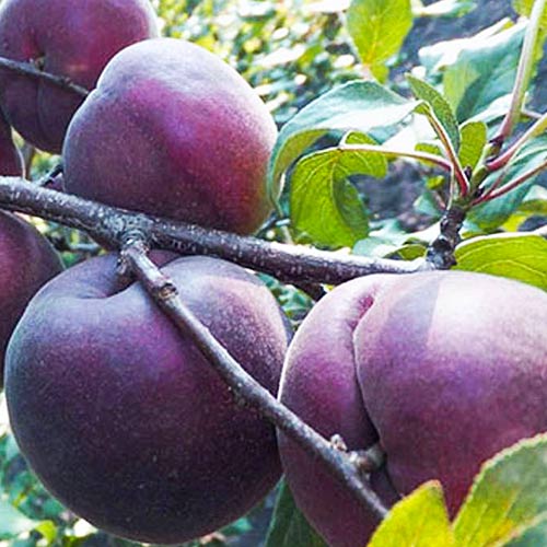 1 sadz, Morela czarna - Sadzonki: Ilość w opakowaniu: 1 sadz