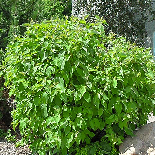 1 sadz, Dereń biały Siberian pearls - Sadzonki: Ilość w opakowaniu: 1 sadz