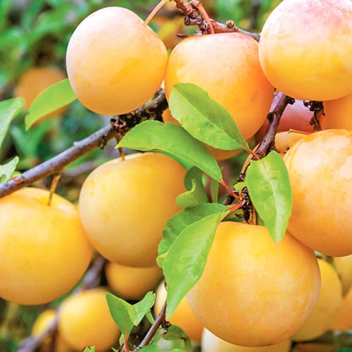 1 sadz, Śliwa New Set - Sadzonki: Ilość w opakowaniu: 1 sadz