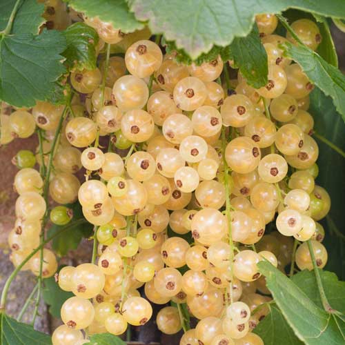 1 szt, Porzeczka biała na pniu Biała z Juterbog - Sadzonki: Ilość w opakowaniu: 1 sadz