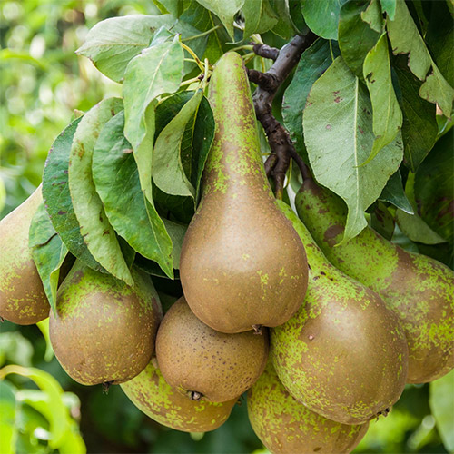 1 sadz, Grusza Konferencja - Sadzonki: Ilość w opakowaniu: 1 sadz