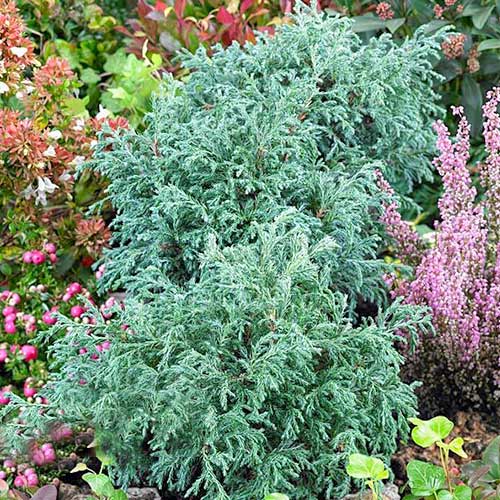 1 sadz, Cyprysik groszkowy (Chamaecyparis) Baby Blue - Sadzonki: Ilość w opakowaniu: 1 sadz