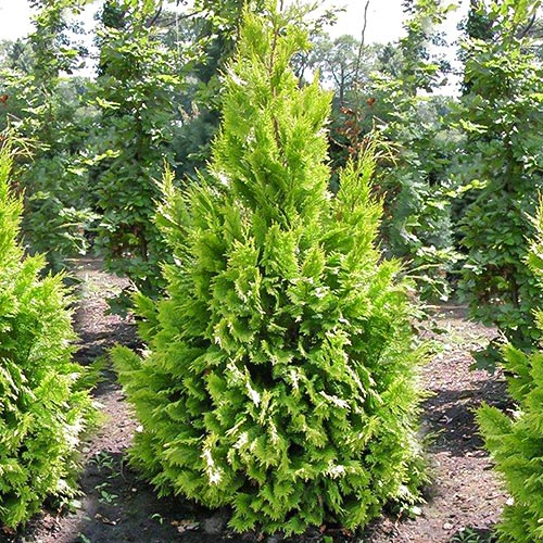 1 sadz, Cyprysik Lawsona Ivonne - Sadzonki: Ilość w opakowaniu: 1 sadz