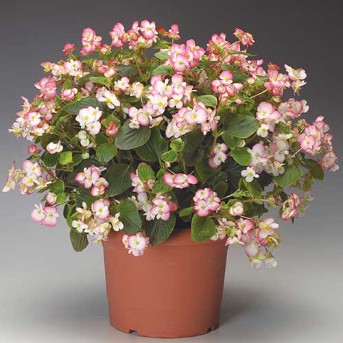 1 szt, Begonia stale kwitnąca średnio wysoka Gloria F1 dwubarwna - Nasiona: Ilość w opakowaniu: 0.1 g