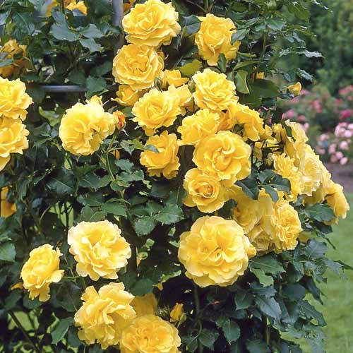 1 sadz, Róża pnąca Lucia - Sadzonki: Ilość w opakowaniu: 1 sadz