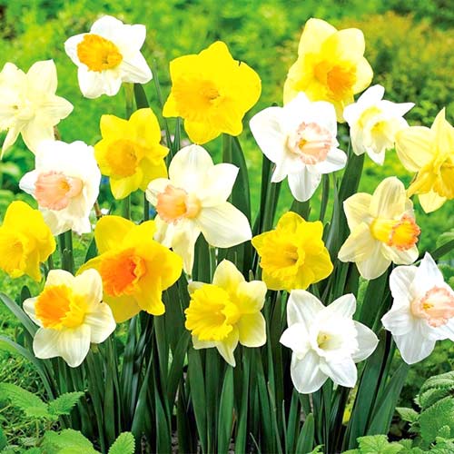 1 szt, Super oferta! Narcyz wielkokwiatowy mix kolorów, zestaw 25 cebul - Cebule: Ilość w opakowaniu: 25 szt.