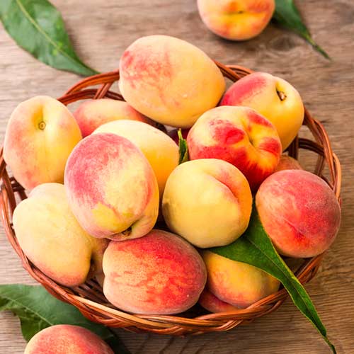 1 sadz, Brzoskwinia Lolita - Sadzonki: Ilość w opakowaniu: 1 sadz