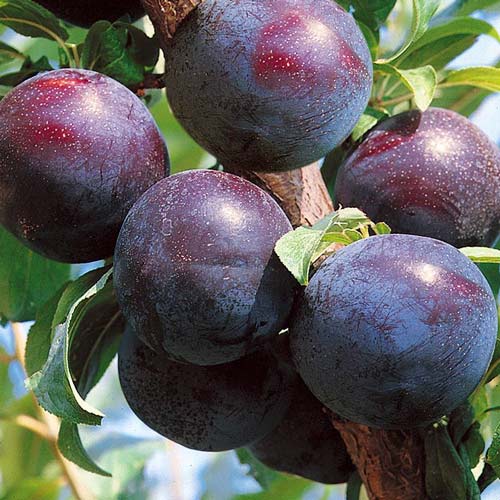 1 sadz, Śliwa Friar - Sadzonki: Ilość w opakowaniu: 1 sadz