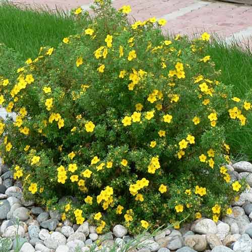 1 sadz, Pięciornik krzewiasty Sommerflor - Sadzonki: Ilość w opakowaniu: 1 sadz