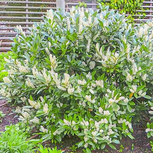 1 sadz, Laurowiśnia wschodnia Van Nes - Sadzonki: Ilość w opakowaniu: 1 sadz