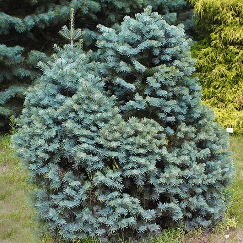 1 sadz, Jodła kalifornijska - Sadzonki: Ilość w opakowaniu: 1 sadz