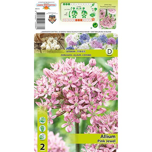 2 cebul, Czosnek (Allium) Pink Jewel - Cebule: Ilość w opakowaniu: 2 cebul