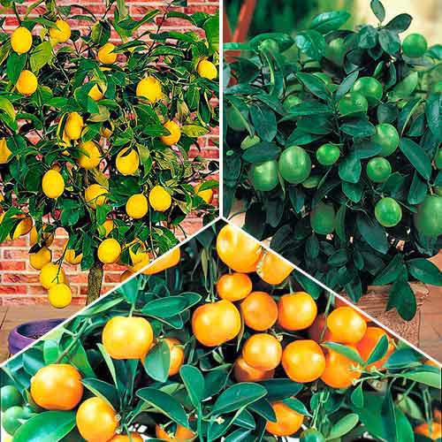 Egzotyczny mix, zestaw 3 sadzonek - Sadzonki: Ilość w opakowaniu: 3 sadz