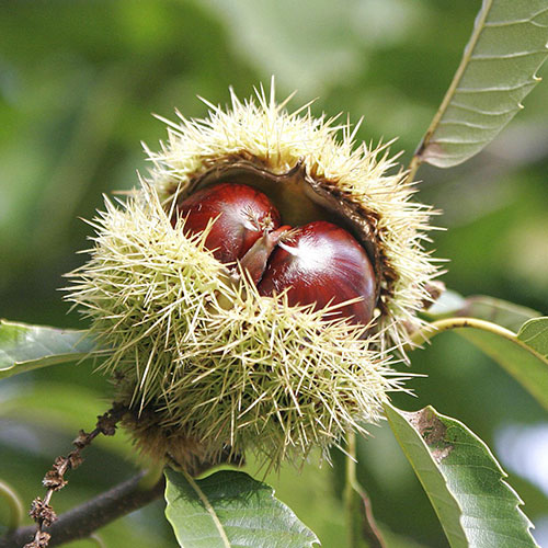 1 saz, Kaštanovník jedlý - : Monžstvo balíkov: 1 saz