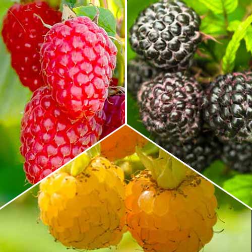 3 saz, Super nabídka! Sada Malinové trio, 3 sazenice - : Monžstvo balíkov: 3 saz