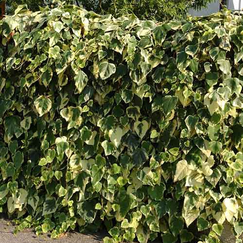 1 saz, Břečťan Gloire de Marengo - : Monžstvo balíkov: 1 saz