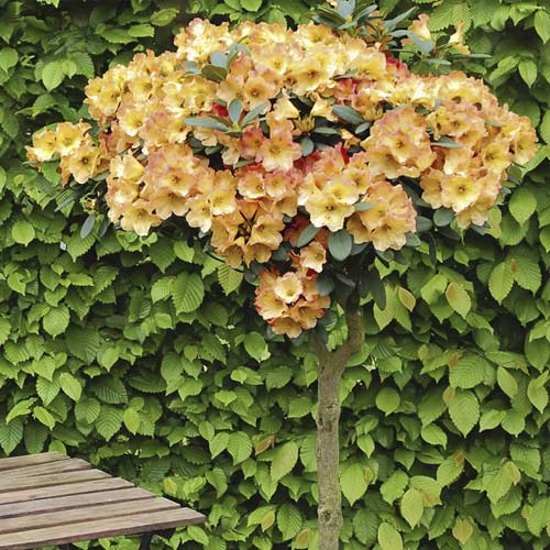 1 saz, Azalka Goldtopas, С6 - : Monžstvo balíkov: 1 saz