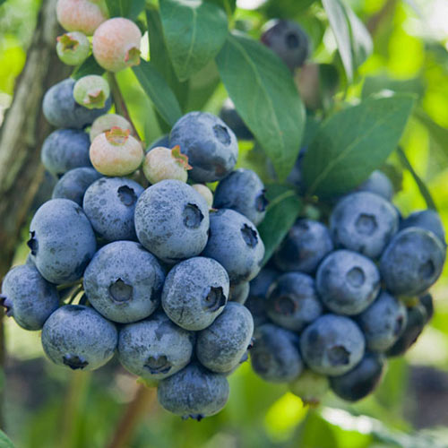 1 saz, Borůvka Darrow - : Monžstvo balíkov: 1 saz